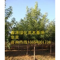 山西皂角價格-8公分皂角10公分皂角12公分皂角15公分皂角