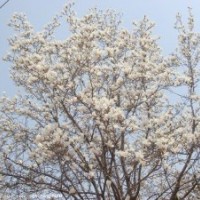 黃金槐、白玉蘭、國槐、白皮松等