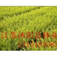 直銷：佛甲草、紅葉小檗、金葉女貞、劍麻