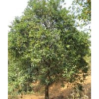 低價處理十公分金桔樹（移栽及原生）。