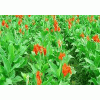 大量供應(yīng),塔儈,景天類,花灌木類,