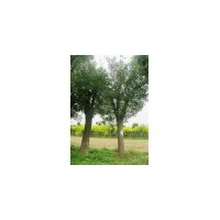 天津19公分國(guó)槐價(jià)格20公分國(guó)槐價(jià)格