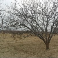 八棱海棠樹哪家好？