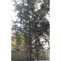 長(zhǎng)期供應(yīng)25公分銀杏實(shí)生樹