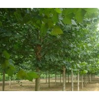 本場(chǎng)供法桐，造型法桐，法桐小苗，國(guó)槐，白蠟