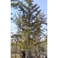 長期供應17公分銀杏實生樹