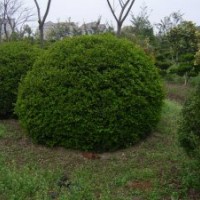 江蘇大葉黃楊球價(jià)格
