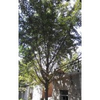 長期供應30公分銀杏實生樹