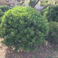 供應(yīng)山東煙臺冬青工程苗冬青工程苗