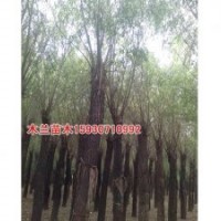 金絲柳樹價格河北木蘭苗木種植基地