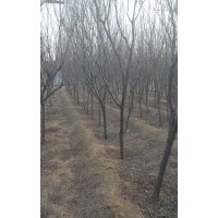 供應(yīng)4公分紫葉李，木槿4-5,黃櫨3-4,王子錦帶