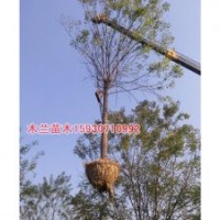 國(guó)槐報(bào)價(jià)河北木蘭苗木種植基地