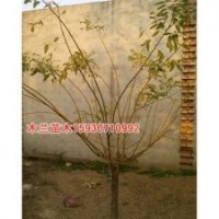 金枝槐低價格河北木蘭苗木種植基地