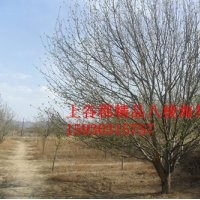八棱海棠樹上谷郡苗圃2014最新報(bào)價