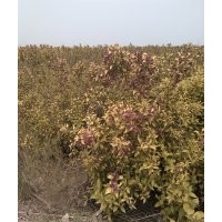 大量供應(yīng)紅王子錦帶4分之以上