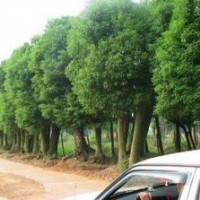 供應(yīng)湖南移栽叢生香樟 大蓬多頭香樟樹(shù) 價(jià)格優(yōu)包上車