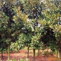 18公分廣玉蘭 20公分廣玉蘭價(jià)格 22公分移栽廣玉蘭