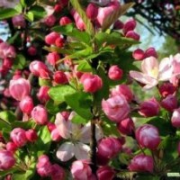 西府海棠苗，西府海棠根接苗，及大樹