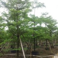 盆架子 鳳凰木 小葉欖仁 藍花楹 宮粉紫荊 火焰木 鐵刀木