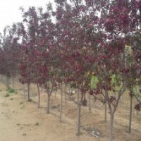 蜀檜、金葉白蠟、紅葉碧桃、北美海棠、紅寶石海棠