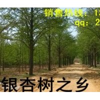 銀杏樹價(jià)格 銀杏樹苗價(jià)格 秀景銀杏苗木基地