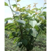 專業(yè)供應(yīng)貴陽綠化苗木，黃花槐，櫻花，桂花，天竺桂，廣玉蘭，羊