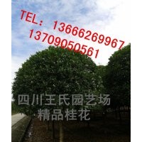 四川桂花，高桿桂花，四川丹桂|高分枝桂花|高分枝朱砂桂|喬灌木|