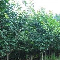 高桿櫻花，高桿櫻花基地，高桿櫻花批發(fā)，高桿櫻花價(jià)格，高桿櫻花