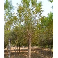 想了解白蠟的最新行情——撥打保定白蠟基地電話