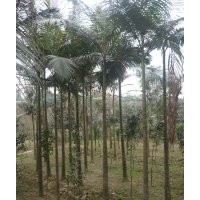 瀘州假檳榔基地