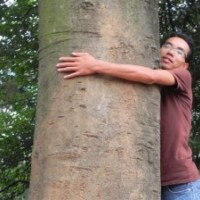 供應(yīng)全冠移栽樸樹(shù) 單桿和叢生滁州