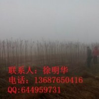 早櫻小苗1行情報價\早櫻小苗1圖片展示