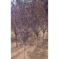 供應(yīng)紫葉李 地徑4-6公分13165126377
