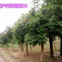 瀘州洪翔苗木場(chǎng)供應(yīng)水晶蒲桃