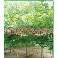 法桐苗木價(jià)格，法桐價(jià)格