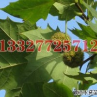 重陽(yáng)木苗木價(jià)格，重陽(yáng)木價(jià)格