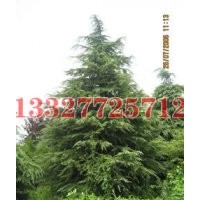 杜英苗木價格，杜英價格