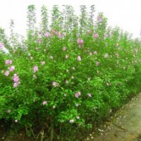 山東叢生木槿 濰坊叢生木槿