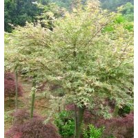 紅楓苗木商家 湖南嫁接紅楓商機 湖南嫁接紅楓資訊首選湖南綠化苗