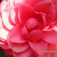 大量山茶花黃檀花木批發(fā)