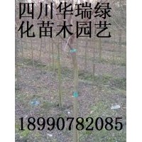 1-6CM紫荊（紫薇）大量出售