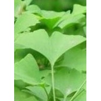 專供銀杏樹(shù)質(zhì)量?jī)?yōu)，價(jià)格低無(wú)中介