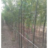 50萬3cm國槐出售