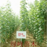 特供：107楊－毛白楊-速生法桐-春樹-垂柳-國槐－速生柳