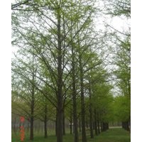 專供銀杏樹價格咨詢