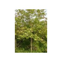 優(yōu)質(zhì)楓香價(jià)格供應(yīng)/南京楓香資料