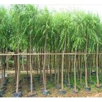 河北保定垂柳河北保定速生柳河北保定黃柳河北保定各種柳樹