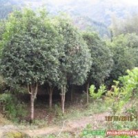 低價供應(yīng)八月桂、丹桂