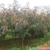 出售3-5公分碧桃、5-13公分黑松