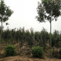 出售速生西府海棠